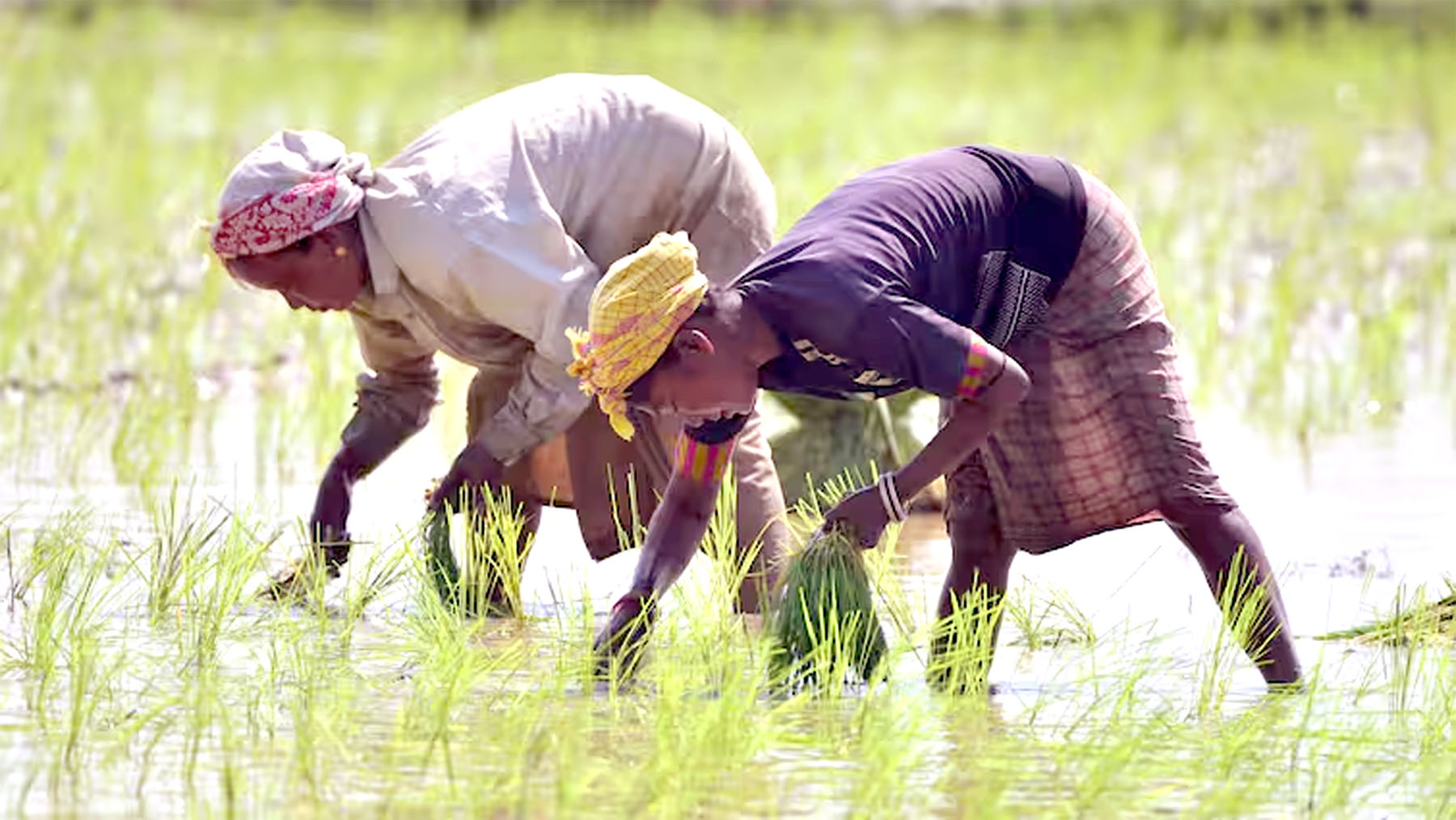 Paddy sowing to start in these districts of Punjab from today, agriculture sector will get 8 hours of electricity daily.